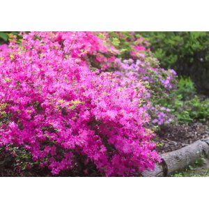 Azalka japonská (Azalea japonica) ´GEISHA PINK´ - výška 20-30 cm, kont. C2L